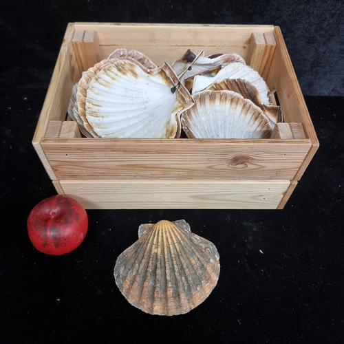 255 - A crate containing a large number of decorative sea shells.