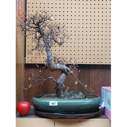 407 - A twisted bonsai tree in a green glazed terracotta pot and tray. It was left unwatered for a few wee... 