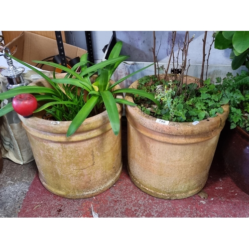 798 - Two fabulous large chimney pot style terracotta planters with plants. Diameter 38cm each.