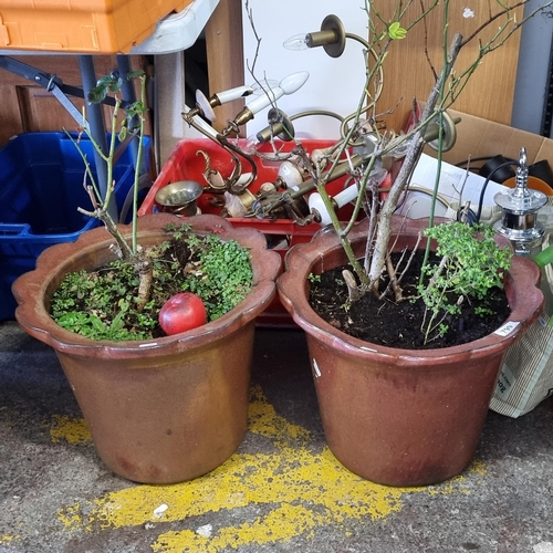 799 - Star lot : Two large red glazed terracotta planters with very pretty scalloped edges. Diameter 43cm.... 