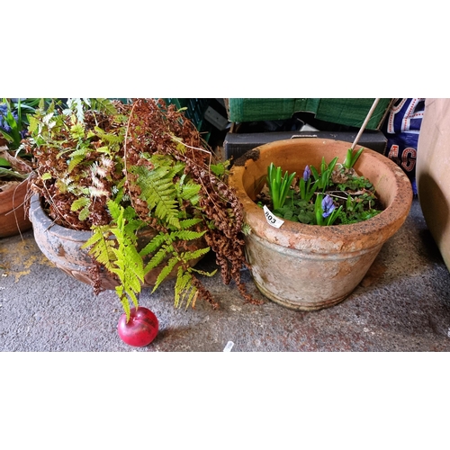 803 - Two good size terracotta planters containing fern and bluebells. From the lovely home in Dalkey.