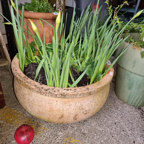 806 - A large terracotta planter filled with daffodils. Just in time for spring!