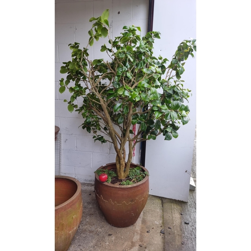 810 - Star Lot: A fabulous large peony rose shrub in a terracotta planter. Just about to flower. Approx 6 ... 