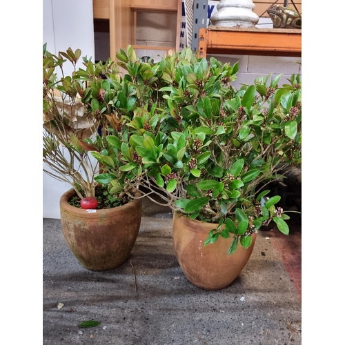 837 - Star Lot : A fabulous pair of mature Skimmia Japonica plants, held in large and heavy terracotta pla... 