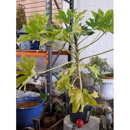 941 - A large and mature Fatsia Japonica plant, a glossy evergreen horticultural favorite, thrives outdoor... 