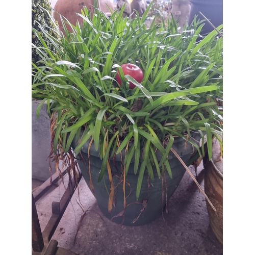 962 - A vibrant potted Agapanthus praecox plant, adding a touch of verdant life to any outdoor space. Gree... 