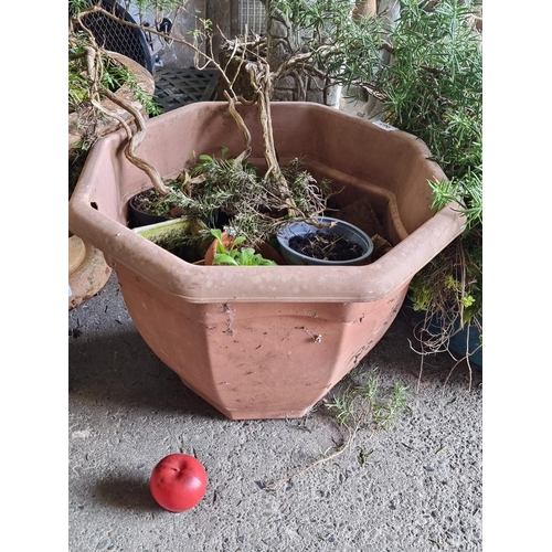 965 - A lovely terracotta planter, holding a sizable mature rosemary plant, a perfect addition to your her... 