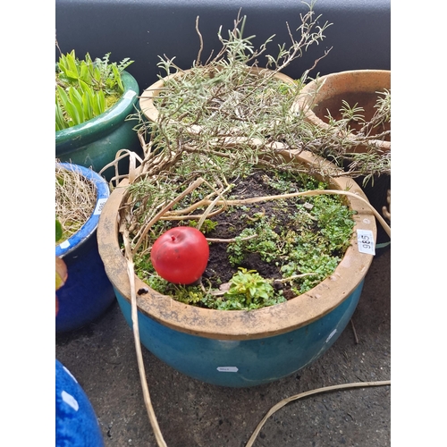 985 - A good sized ceramic terracotta planter, currently holding a sweet smelling lavender plant.