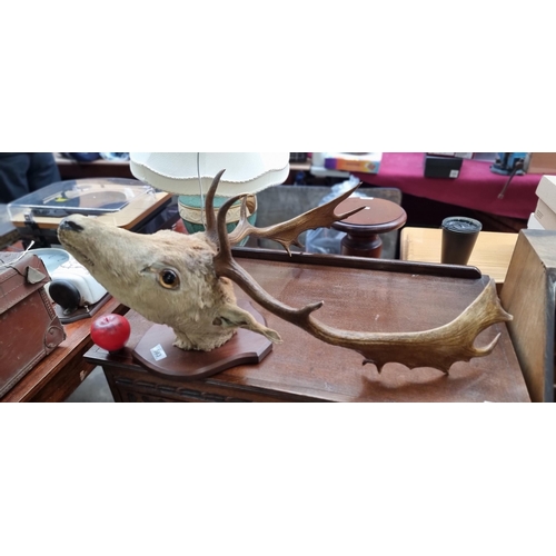 583 - Star Lot : A marvelous vintage taxidermy of a deer mounted on a shield wooden wall plaque.