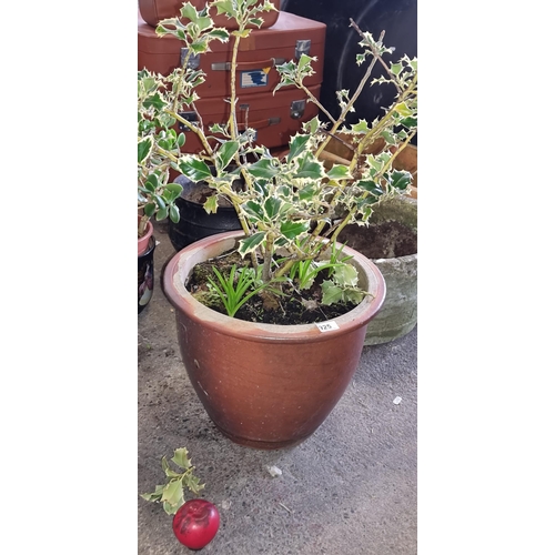 925 - A large terracotta planter, traditional form, hosting a hardy variegated holly.