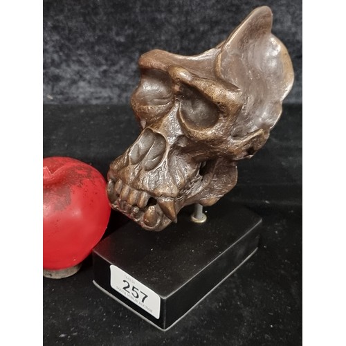 257 - Star Lot : A eye-catching heavy cast bronze sculpture in the form of a gorilla skull.