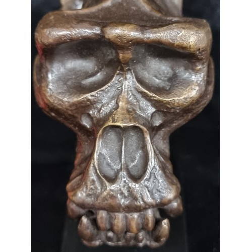 257 - Star Lot : A eye-catching heavy cast bronze sculpture in the form of a gorilla skull.