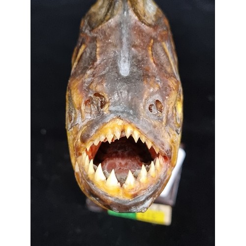 249 - An unusual piranha fish taxidermy mounted on a wooden base. With a full mouth of sharp teeth.