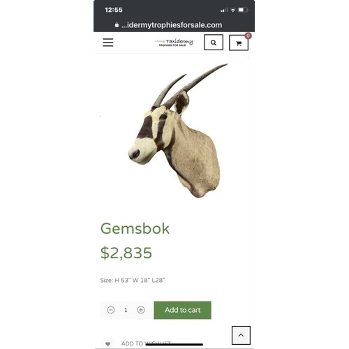 376 - Super Star Lot: A fabulous Huge antique Gemsbok wall mounted taxidermy. In excellent condition. It's... 