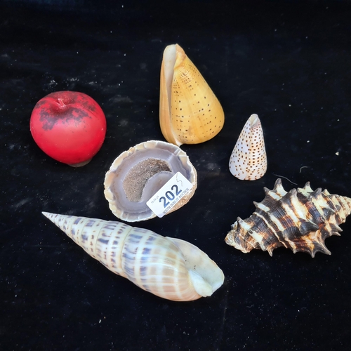 A selection of four beautiful shells and one crystal specimen.