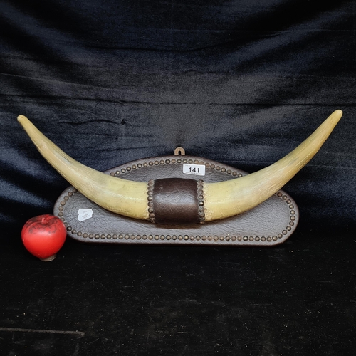 141 - A fascinating vintage display of cow horns held on a leather wall mount.
