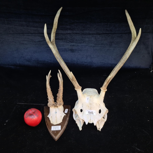 146 - Two fabulous deer antlers including a red deer along with a roe deer mounted on a wooden plaque.
