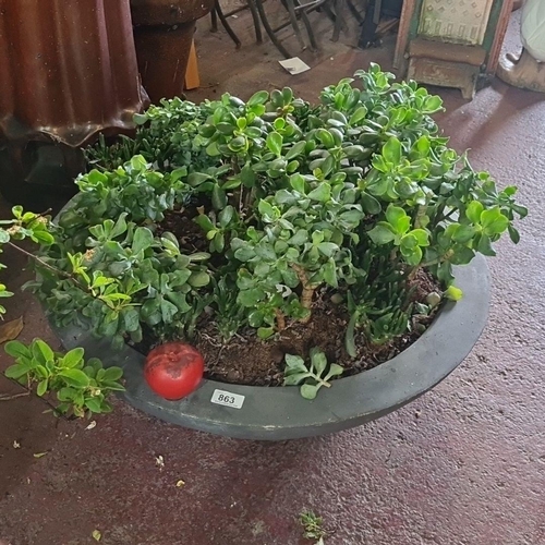 863 - A marvelous very large mixed succulent garden in a circular planter.