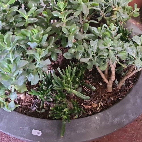 863 - A marvelous very large mixed succulent garden in a circular planter.