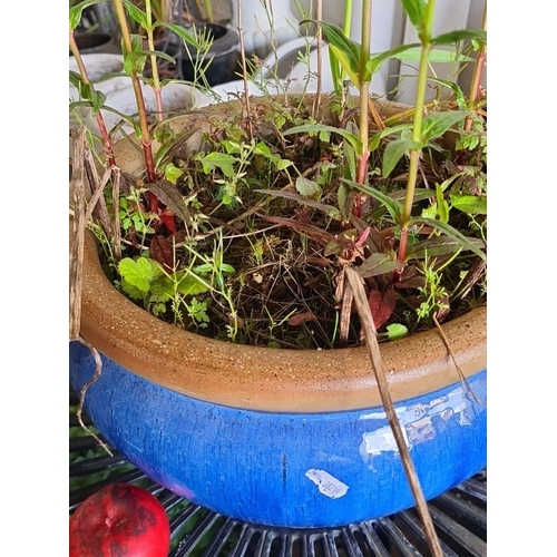 881 - A beautiful large ceramic planter with vibrant blue glaze