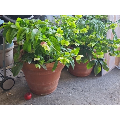 890 - A pair of very large Helleborus plants in terracotta pots, offering lush green foliage and early-spr... 