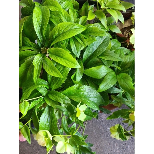 890 - A pair of very large Helleborus plants in terracotta pots, offering lush green foliage and early-spr... 