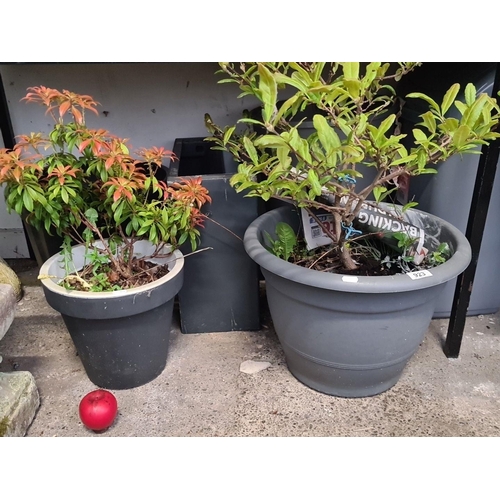 923 - Two lovely classic potted outdoor plants