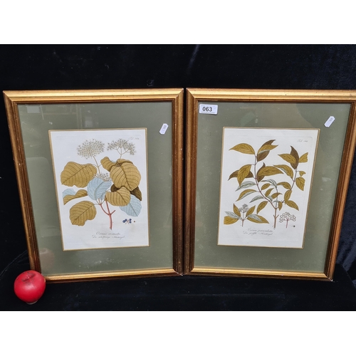 63 - A wonderful pair of handcoloured plate engravings. Features botanical studies of elderflowers. House... 