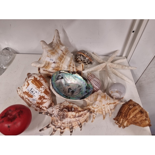 127 - A fab selection of 11 sea shells including spider conch shells and abalone shells.