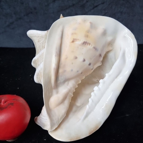 724 - A Conch Shell, featuring intricate patterns and textures, ideal for home decoration or collection. D... 