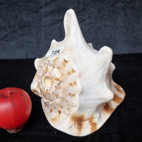 724 - A Conch Shell, featuring intricate patterns and textures, ideal for home decoration or collection. D... 