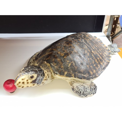 773 - A very large full size faux garden turtle. Indoor or outdoor. Very life like.