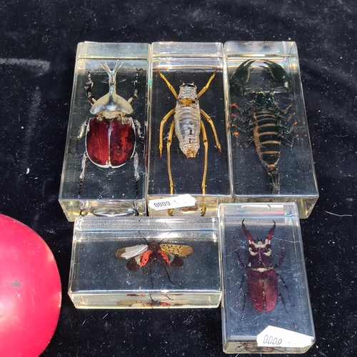 149 - A selection of five large insects in resin blocks including a Rhinoceros Beetle, Black Scorpian, Sta... 