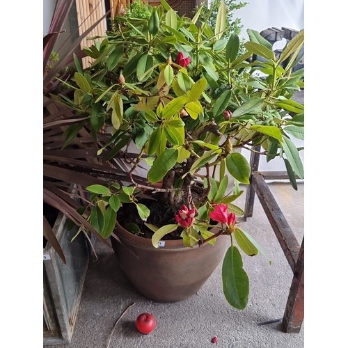 871 - Potted Rhododendron shrub with blooming red flowers in a large, rustic terracotta planter.