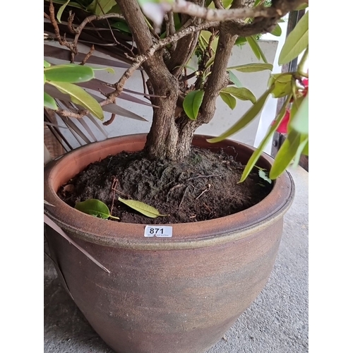 871 - Potted Rhododendron shrub with blooming red flowers in a large, rustic terracotta planter.