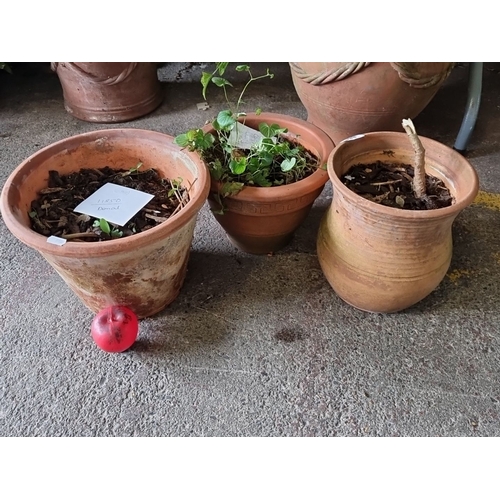 885 - Three terracotta pots with various plants.