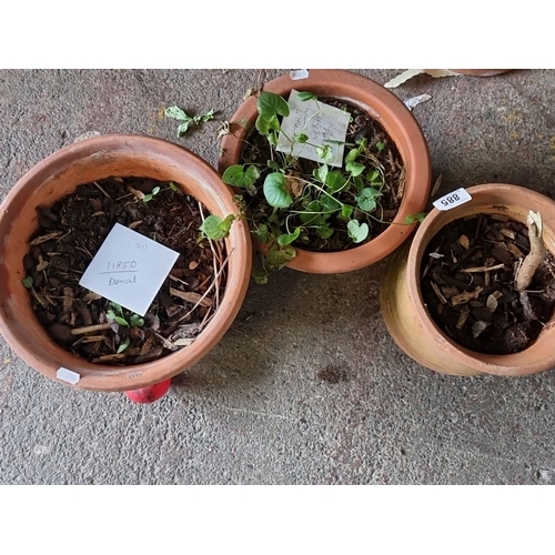 885 - Three terracotta pots with various plants.