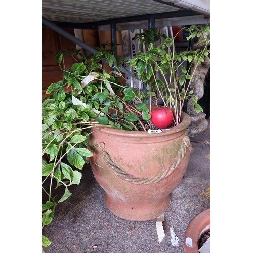 886 - A good sized terracotta garden pot with braided rope design, containing a green leafy plant.