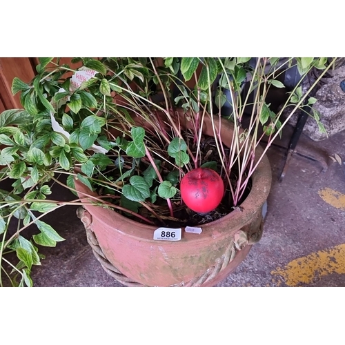 886 - A good sized terracotta garden pot with braided rope design, containing a green leafy plant.