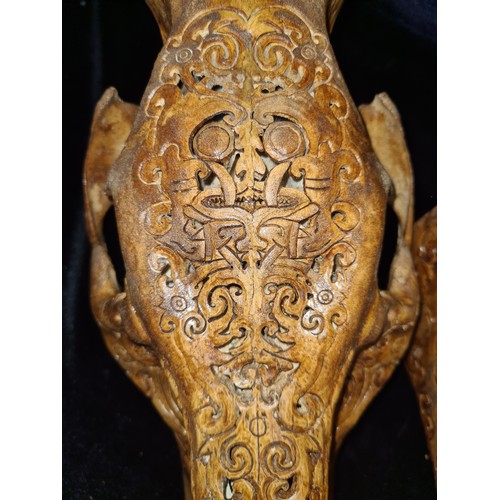 127 - Star lot : An interesting and authentic hand carved boar head engraved with intricate tribal carving... 