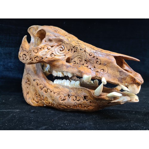 127 - Star lot : An interesting and authentic hand carved boar head engraved with intricate tribal carving... 