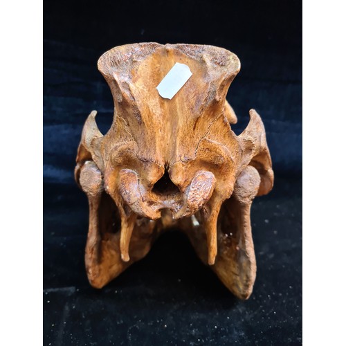 127 - Star lot : An interesting and authentic hand carved boar head engraved with intricate tribal carving... 