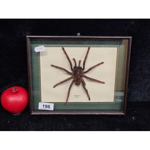 196 - An incredible framed taxidermy of a very large Peruvian tarantula.