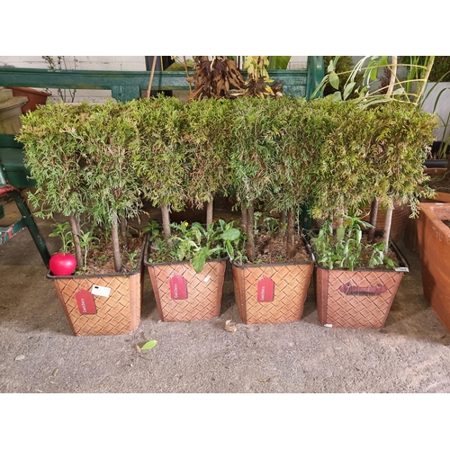 1162 - Four arborvitae plants housed in plant pots.