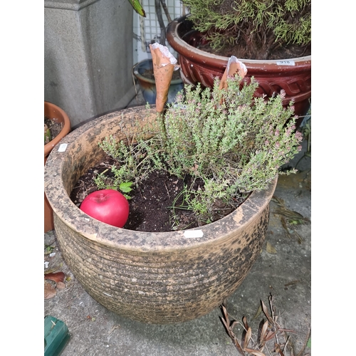 1166 - A garden thyme plant housed in a vintage terracotta planter.