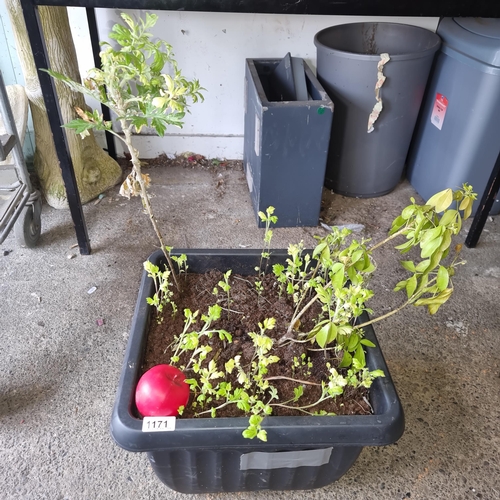 1171 - A  mugwort and a mexican orange plant both housed in the same pot.