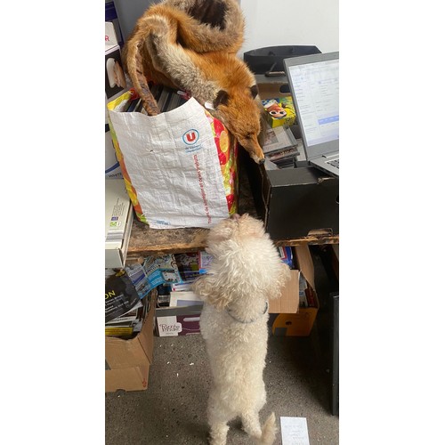 1188 - A genuine fox stole with Silk lining. In very good condition.(hank the dog may be bidding against yo... 