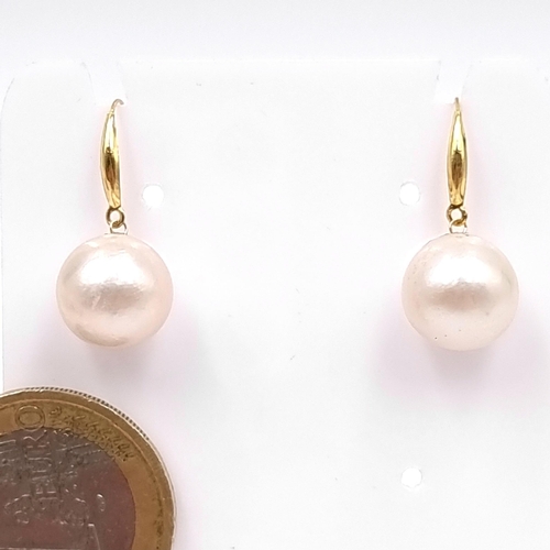 28 - A lovely pair of brand new 18 carat gold Ahkoipearl earrings. Peal - 4mm diameter. Suitable for pier... 