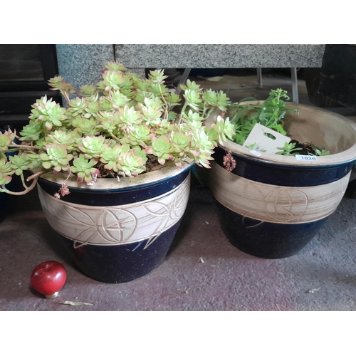 1026 - Two large cream and navy blue garden planters. Both with plants. MM: 30cm tall 38cm wide.