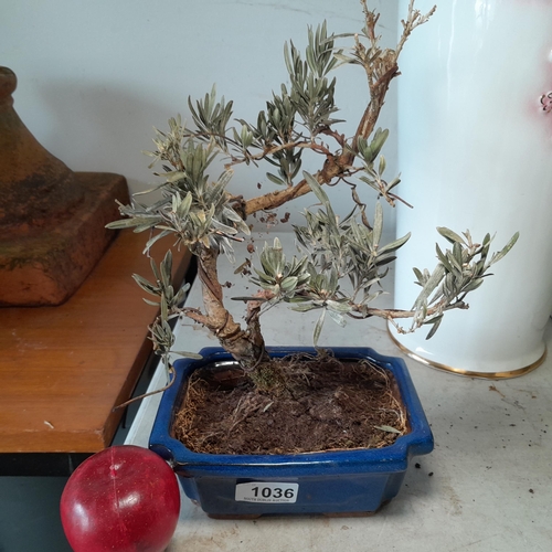 1036 - A bonsai tree in a blue terracotta flower pot.